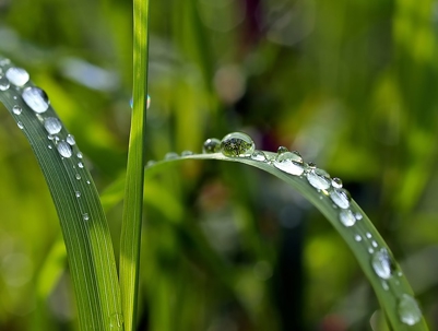 water droplets on grass